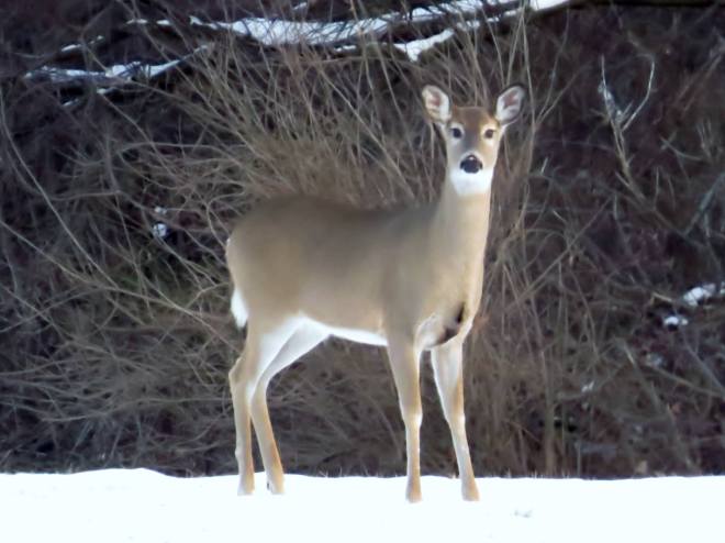 10838140_10204942326573328_6547110132425301713_o