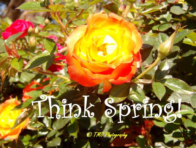 Think Spring