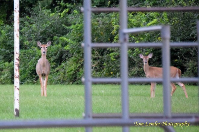 deer-run-morning-018