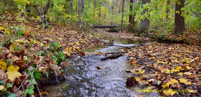 Potato Creek 020.jpg