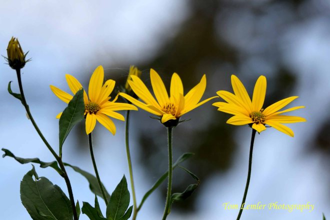 wellfield-gardens-170