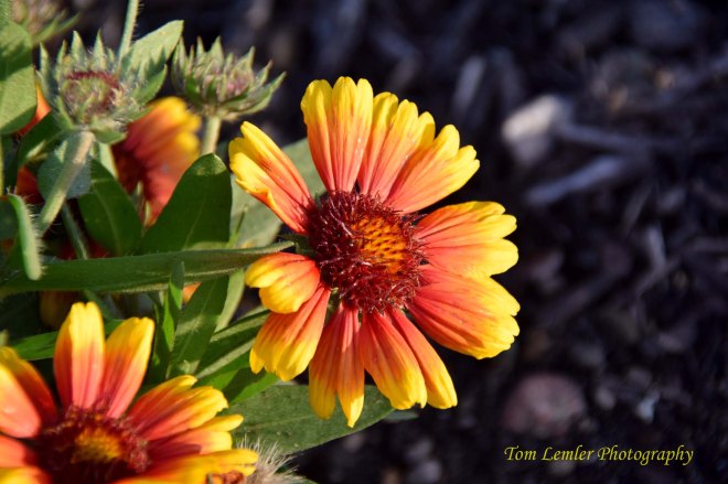 St Pat's Park 209.jpg