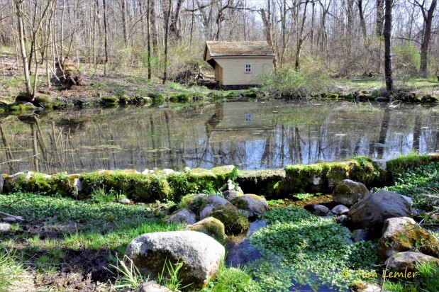 Spring Reflections