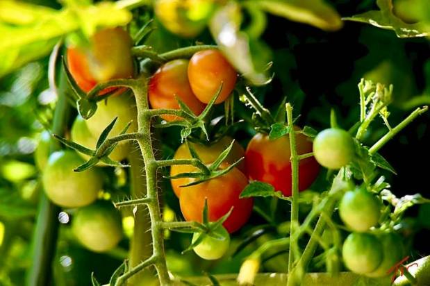 Secrets of a Good CROP (Sermon&nbsp;Audio)