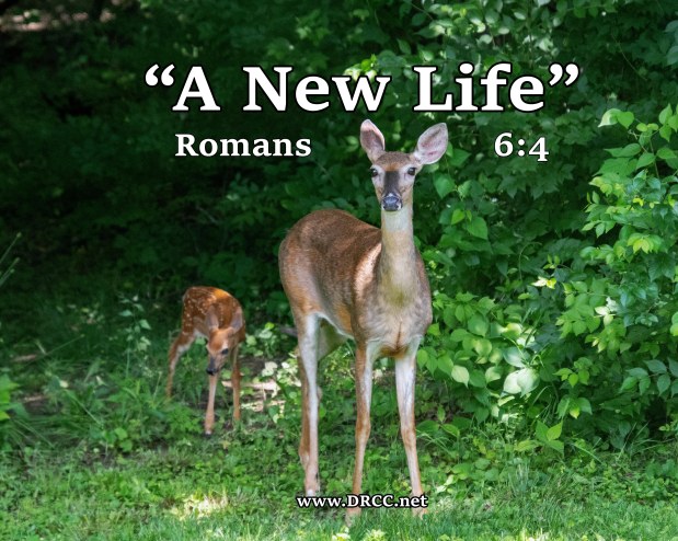 A New LIFE! (Sermon&nbsp;Audio)