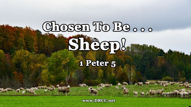 Chosen To Be . . . SHEEP! (Sermon&nbsp;Audio)